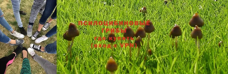 Галлюциногенные грибы Magic Shrooms  Урюпинск 